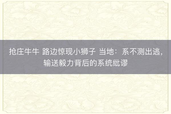 抢庄牛牛 路边惊现小狮子 当地:系不测出逃,输送毅力背后的系统纰谬