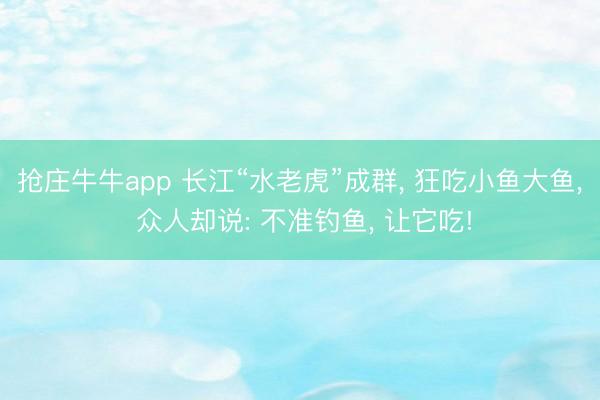 抢庄牛牛app 长江“水老虎”成群, 狂吃小鱼大鱼, 众人却说: 不准钓鱼, 让它吃!